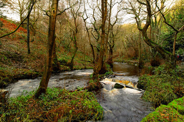 stream in the forest