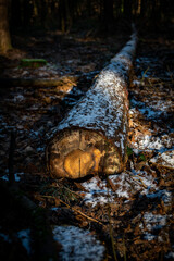 A cut trunk in the woods