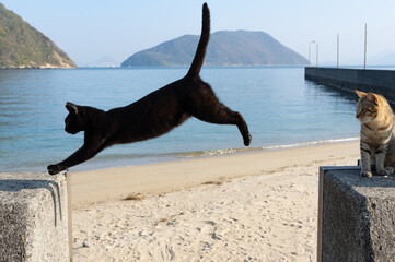 Fototapeta premium ジャンプする猫