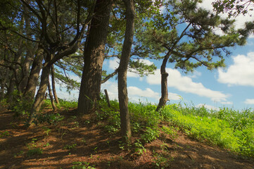 晴れた日の木陰の風景