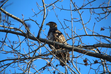 eagle in the woods, Gold Bar Park, Edmonton, Alberta