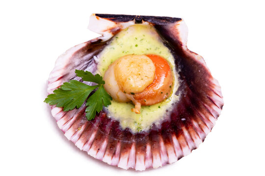 Grilled Scallop Or Scallop Shellfish In Green Sauce Isolated