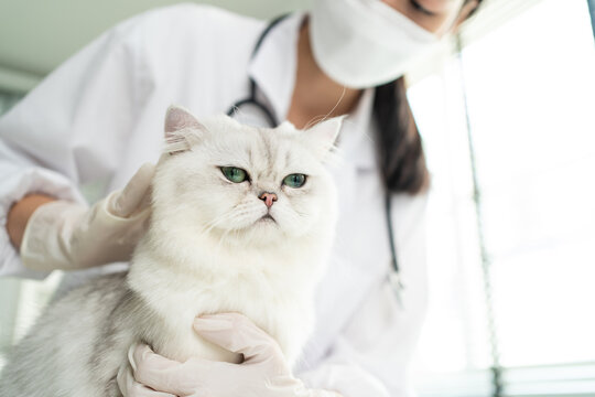 Asian veterinarian examine cat during appointment in veterinary clinic