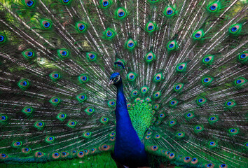 Fototapeta na wymiar Indian male peacock shows it's beautiful colorful plumage