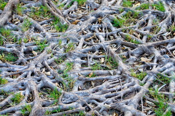 Tree roots. Abundance And exuberance. Roots emerge from the soil with strange shapes.