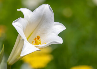 Close up shot of white Trumpet flower