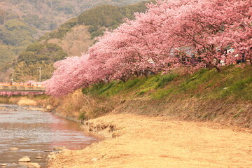 河津桜。まだ、冬の寒さが残る2月、静岡県河津町に咲く桜。河津川と桜並木。