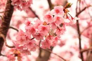 河津桜。まだ、冬の寒さが残る2月、静岡県河津町に咲く桜。