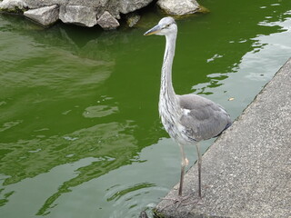 東寺 世界遺産 真言宗総本山 教王護国寺