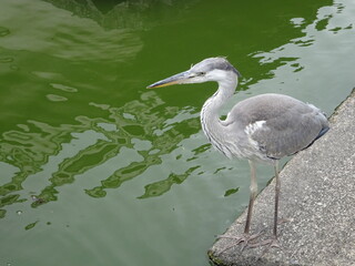 東寺 世界遺産 真言宗総本山 教王護国寺