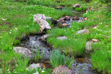 Fototapeta na wymiar Water stream flowing to Crystal lake in Wasatch national forest in Utah, through lush green meadow with rocks and wild flowers .