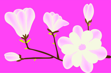 Magnolia flower blossom.