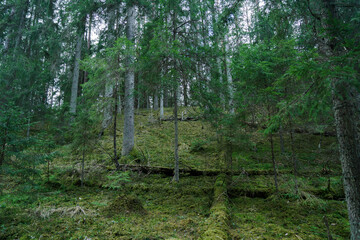 Forest landscape. Impenetrable forest. Wildlife. 