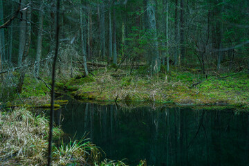 Mysterious forest river. Landscape. Dark forest.