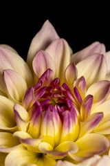 Close up shot of Dahlia flower isolated on black background