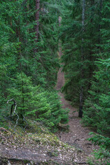 Forest landscape. Mysterious path in the forest.