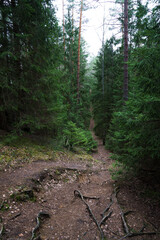 Forest landscape. Mysterious path in the forest.