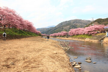 河津桜。まだ、冬の寒さが残る2月、静岡県河津町に咲く桜。河津川と桜並木。満開の桜の川原で小春日和のひと時を楽しむ人々。