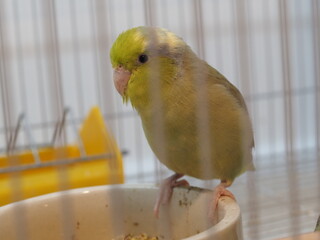 Selective focus of little tiny forpus parrotlet. Forpus is the smallest parrot bird of the world