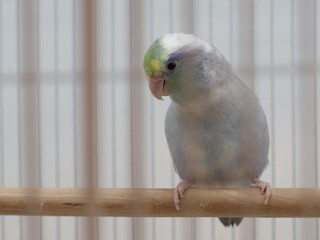 Selective focus of little tiny forpus parrotlet. Forpus is the smallest parrot bird of the world