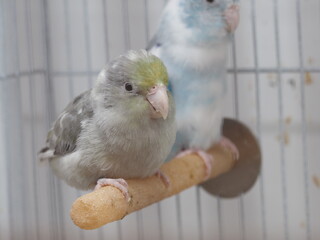 Selective focus of little tiny forpus parrotlet. Forpus is the smallest parrot bird of the world