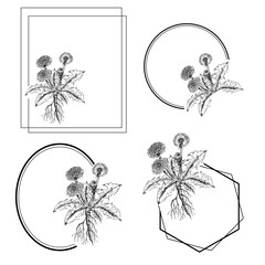 set of 4 labels of dandelion flower, hand drawn botanical illustration 