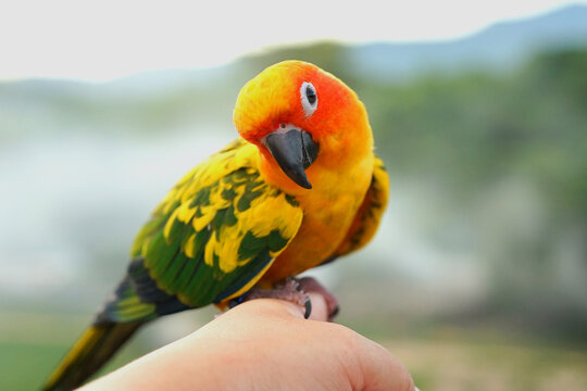 Sun conure parrot or bird Beautiful is aratinga has yellow on hand background Blur mountains and sky, (Aratinga solstitialis) exotic pet adorable, native to amazon