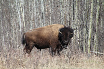 american bison, Elk Island National Park, Alberta