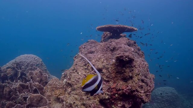 Under water film footage of pointy coral reef with small fish and a Longfin Banner fish circeling the corals - Koh Tao island - Thailand
