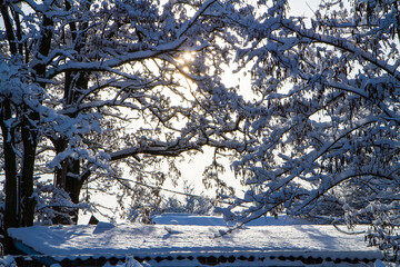 Snow-covered tree branches above the roof of a forest hut.