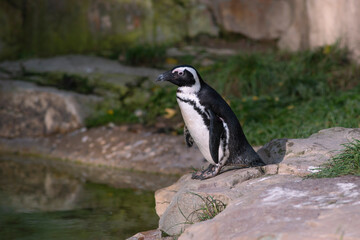 African penguin near basin