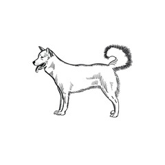 Obraz na płótnie Canvas kintamani dog line art vector