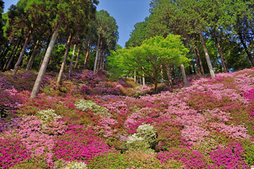 つつじ寺・大興善寺「一目一万本」