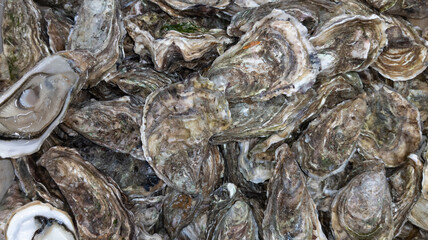 open fresh oysters top view background