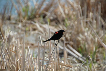 red winged blackbird, Elk Island National Park, Alberta
