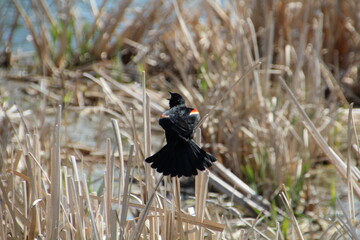 bird in the grass, Elk Island National Park, Alberta