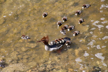 Family Of Common Mergansers, Whitemud Park, Edmonton, Alberta