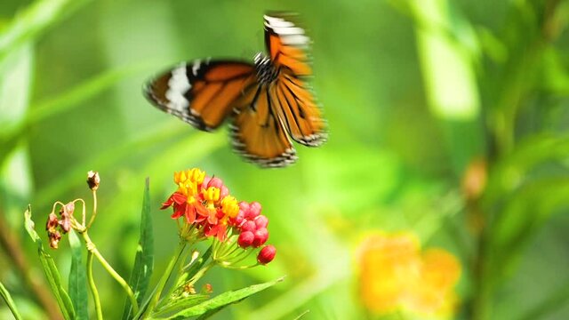 Slow motion of butterfly flying over flower with green plant background in the garden