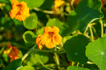 Natural background with nasturtium flowers