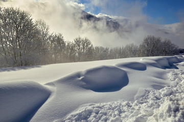 fresh snow covered land with forest and cloudy ski in mountain background