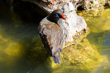 Common moorhen near to the water in park