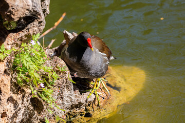 Common moorhen near to the water in park