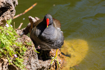 Common moorhen near to the water in park