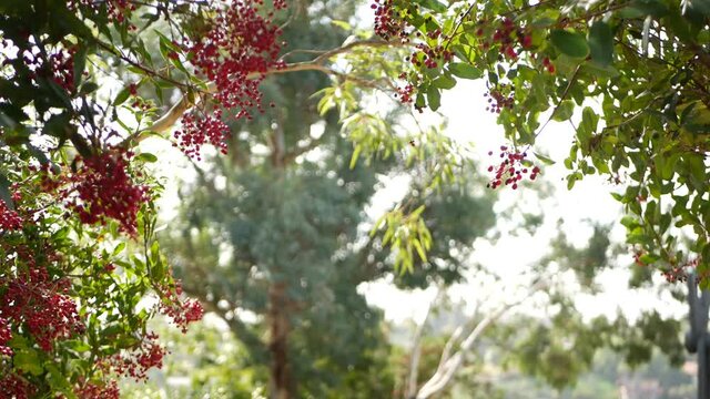 Red berries on tree, gardening in California, USA. Natural atmospheric botanical close up background. Viburnum, spring or fall morning garden or forest, fresh springtime or autumn flora in soft focus.