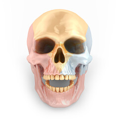 Metallic skull with gold teeth. Art concept. Front view.  3D rendering