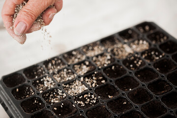 Hand of gardener holds seedling of small apple tree in her hands preparing to plant it in the ground. Tree planting concept. High quality photo