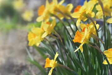 Fototapeta na wymiar flowers of daffodil blooming in the garden at springtime