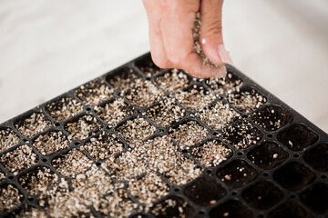 Hand of gardener holds seedling of small apple tree in her hands preparing to plant it in the ground. Tree planting concept. High quality photo
