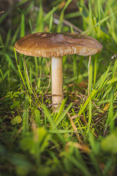 A  big magical mushroom in the grass of the green forest