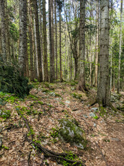 Beautiful view of the forest with tall trees and a path going deep. Vertical.
